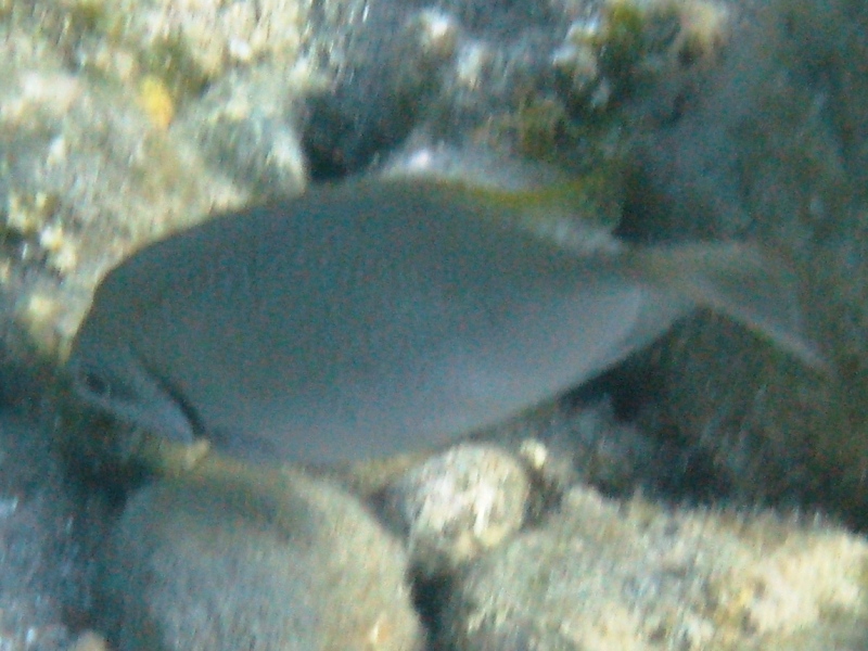 Siganus luridus (Pesce coniglio) - specie lessepsiana